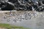 Baja05 - 163 * Elegant terns socializing at water's edge